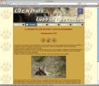CD-Rom_lupo_in_appennino